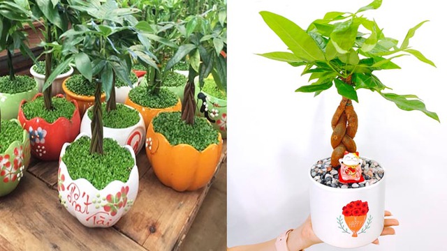 C&acirc;y kim ng&acirc;n hợp với mệnh g&igrave; để sinh t&agrave;i lộc, thịnh vượng - Ảnh 3.