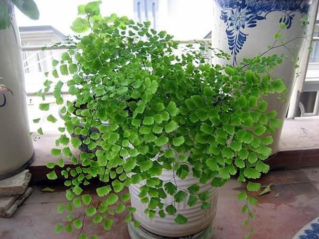 Loại c&acirc;y trồng h&uacute;t bức xạ m&aacute;y t&iacute;nh để thanh lọc kh&ocirc;ng kh&iacute; nơi l&agrave;m việc - Ảnh 2.