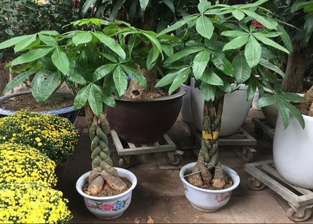 C&acirc;y kim ng&acirc;n thắt b&iacute;m mang &yacute; nghĩa g&igrave; trong phong thủy, c&aacute;ch chăm s&oacute;c? - Ảnh 4.