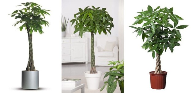 C&acirc;y kim ng&acirc;n thắt b&iacute;m mang &yacute; nghĩa g&igrave; trong phong thủy, c&aacute;ch chăm s&oacute;c? - Ảnh 2.