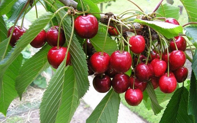 6 Lọai tr&aacute;i c&acirc;y m&ugrave;a h&egrave; dễ chứa k&yacute; sinh tr&ugrave;ng v&agrave; c&aacute;ch xử l&yacute; an to&agrave;n - Ảnh 4.