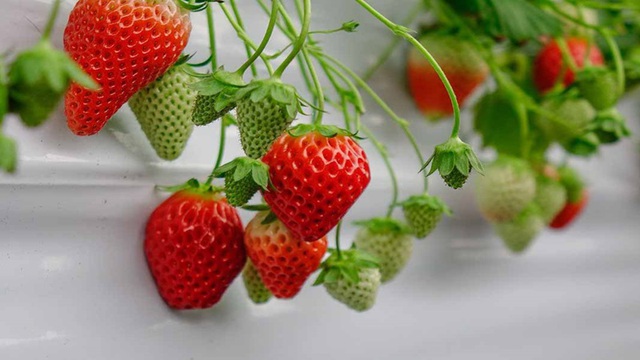 6 Lọai tr&aacute;i c&acirc;y m&ugrave;a h&egrave; dễ chứa k&yacute; sinh tr&ugrave;ng v&agrave; c&aacute;ch xử l&yacute; an to&agrave;n - Ảnh 3.