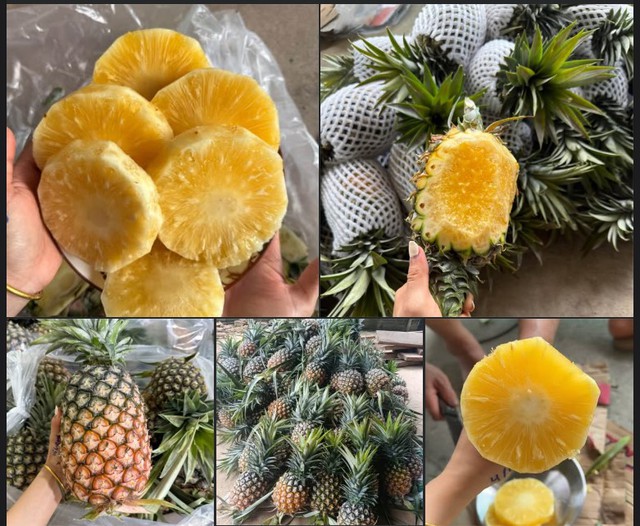 Dứa mật Pu Lau l&agrave; dứa g&igrave; m&agrave; được nhiều người ti&ecirc;u d&ugrave;ng &lsquo;săn đ&oacute;n&rsquo; đến vậy? - Ảnh 3.