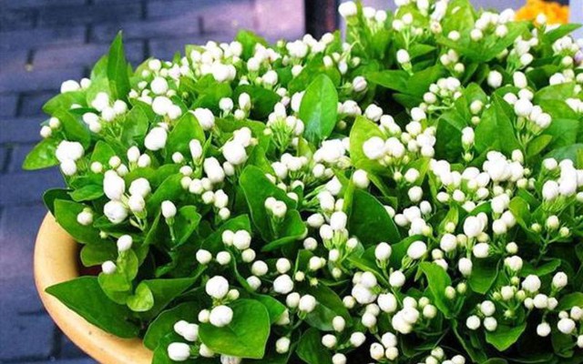 Muốn vợ chồng hòa thuận, ngủ ngon thẳng giấc, đừng bỏ qua 8 loài cây này - Ảnh 2.