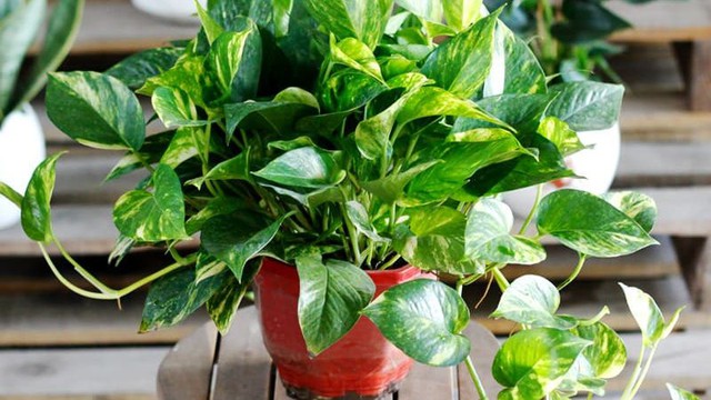 Muốn tình duyên hanh thông, người độc thân nên đặt cây gì trong phòng ngủ? - Ảnh 3.