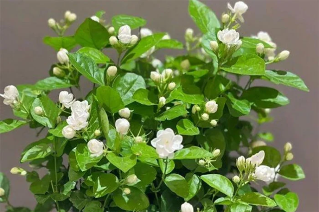 Muốn tình duyên hanh thông, người độc thân nên đặt cây gì trong phòng ngủ? - Ảnh 4.