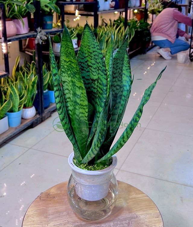 Top 7 cây cảnh dễ trồng ngoài trời mang tài lộc, may mắn - Ảnh 1.