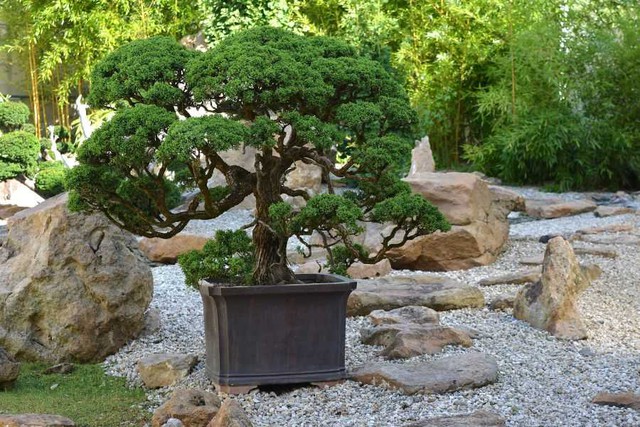 H&uacute;t t&agrave;i lộc v&agrave;o nh&agrave; nhờ 5 vị tr&iacute; đặt c&acirc;y phong thủy chuẩn nhất - Ảnh 2.