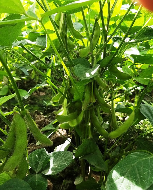 C&acirc;y phong thủy ưa b&oacute;ng r&acirc;m: B&iacute; quyết chọn c&acirc;y trong nh&agrave; thịnh vượng - Ảnh 4.