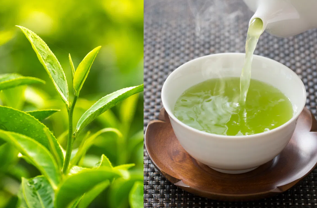 B&iacute; quyết sống thọ: M&ugrave;a h&egrave;, uống tr&agrave; xanh theo c&aacute;ch n&agrave;y c&ograve;n tốt hơn thuốc bổ - Ảnh 1.