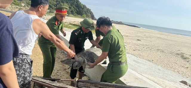 Thả c&aacute; thể r&ugrave;a biển qu&yacute; hiếm về m&ocirc;i trường tự nhi&ecirc;n - Ảnh 1.