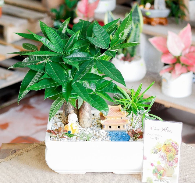 Loại cây phong thủy bàn làm việc giúp tuổi Dần thăng tiến như diều gặp gió - Ảnh 1.