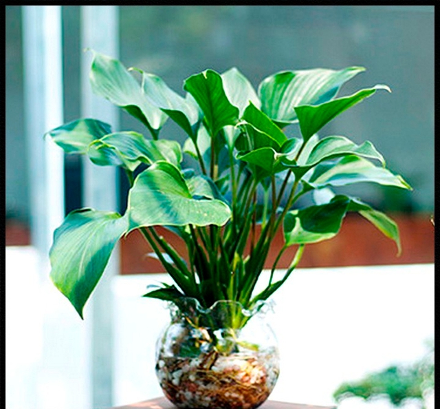 C&acirc;y để b&agrave;n l&agrave;m việc tuổi Đinh Tỵ gi&uacute;p thu h&uacute;t vượng kh&iacute; - Ảnh 3.