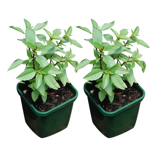 Đặt 4 loại c&acirc;y phong thủy n&agrave;y trong bếp, gia chủ đ&oacute;n lộc đổi đời - Ảnh 1.