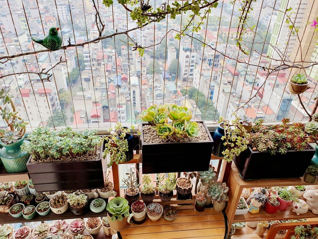 Chọn c&acirc;y phong thủy theo 12 con gi&aacute;p để tiền t&agrave;i rực rỡ - Ảnh 5.