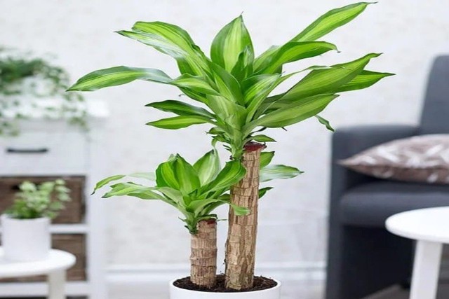 Chọn c&acirc;y phong thủy theo 12 con gi&aacute;p để tiền t&agrave;i rực rỡ - Ảnh 2.