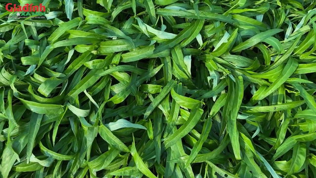 Loại rau &lsquo;quốc d&acirc;n&rsquo; của người Việt, gi&aacute; chỉ v&agrave;i chục ngh&igrave;n, ở nước ngo&agrave;i gi&aacute; si&ecirc;u đắt, b&aacute;n theo từng b&oacute; nhỏ - Ảnh 1.