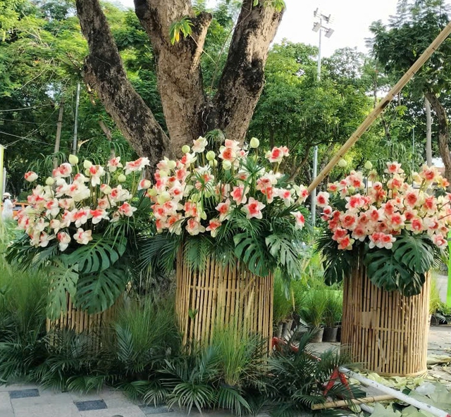 Lễ hội sen H&agrave; Nội 2026: Kh&aacute;m ph&aacute; sắc hoa sen tại Hồ T&acirc;y - Ảnh 8.