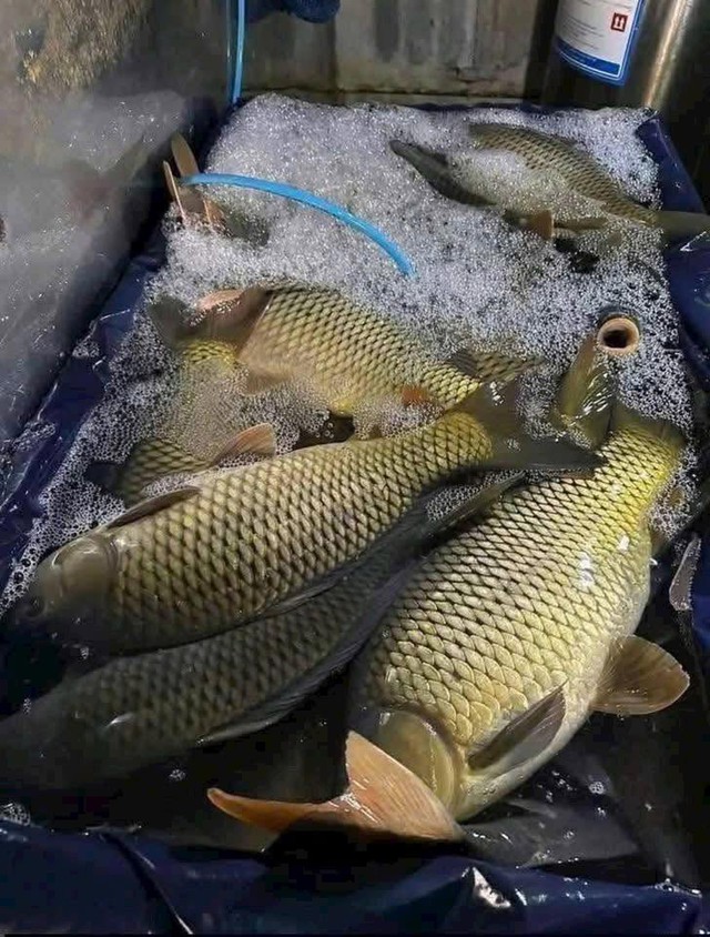 C&aacute; ch&eacute;p gi&ograve;n gi&agrave;u protein hơn c&aacute; hồi , thực phẩm bổ thận cho người trung ni&ecirc;n - Ảnh 2.