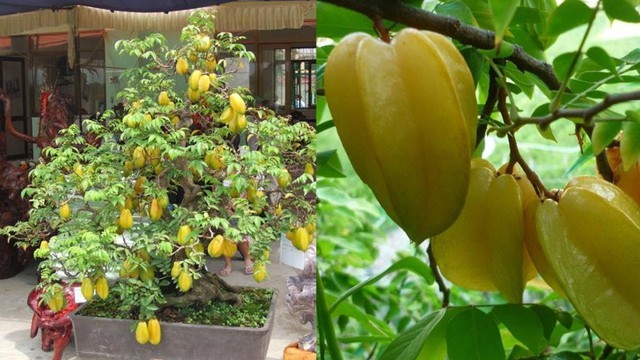 Những vị tr&iacute; cấm kỵ tuyệt đối kh&ocirc;ng n&ecirc;n trồng c&acirc;y khế - Ảnh 2.