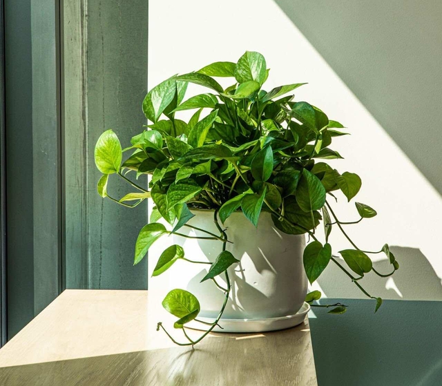 Người sinh từ th&aacute;ng 1 đến th&aacute;ng 6 trồng ngay "c&acirc;y bản mệnh" n&agrave;y để tiền v&agrave;o như nước - Ảnh 2.
