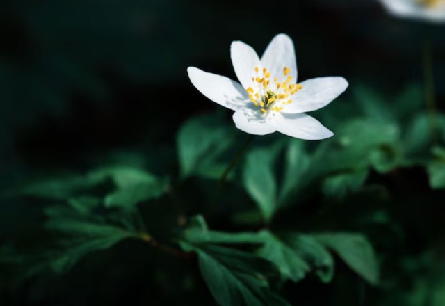 4 tháng sinh Âm lịch có lộc tích tài, càng về trung niên ví càng dày - Ảnh 2.