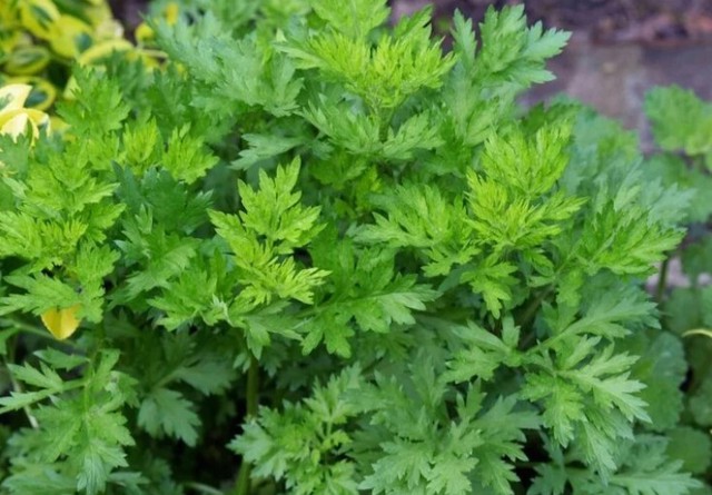 Ăn l&aacute; ngải cứu c&oacute; t&aacute;c dụng g&igrave; đối với phụ nữ v&agrave; những lưu &yacute; khi d&ugrave;ng để tr&aacute;nh ngộ độc - Ảnh 2.