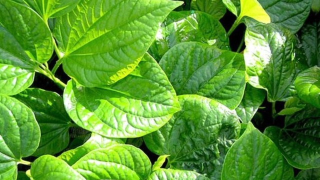 B&iacute; quyết trị mụn bằng l&aacute; lốt hiệu quả bất ngờ - Ảnh 1.