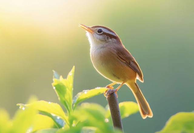 3 tháng sinh Âm lịch sinh ra người tài giỏi, tỷ lệ thành công cao - Ảnh 2.