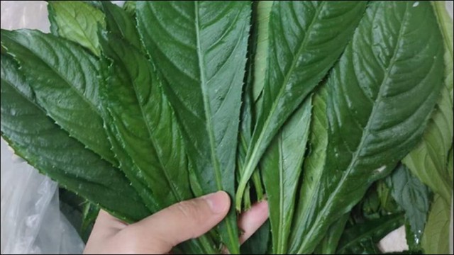 Ăn lá xương sông tốt cho sức khỏe, đặc biệt trị cảm cúm, loét dã dày - Ảnh 3.