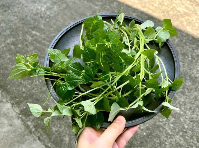 Loại rau được thế giới v&iacute; 'si&ecirc;u thực phẩm' mọc đầy ở Việt Nam, nhiều người bỏ qua m&agrave; kh&ocirc;ng biết c&ocirc;ng dụng qu&yacute; - Ảnh 2.