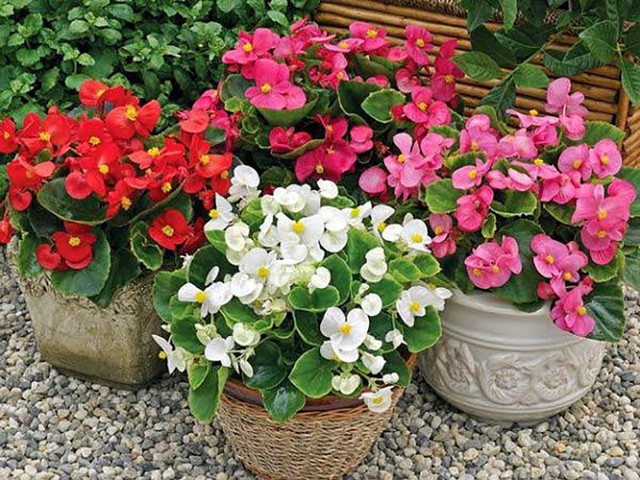 Không khí trong nhà bị ô nhiễm, hãy trồng ngay loại cây này để bảo vệ sức khỏe - Ảnh 3.