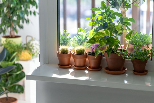 B&iacute; quyết ngủ ngon v&agrave; thải độc ph&ograve;ng ngủ nhờ những chậu c&acirc;y quen thuộc - Ảnh 1.
