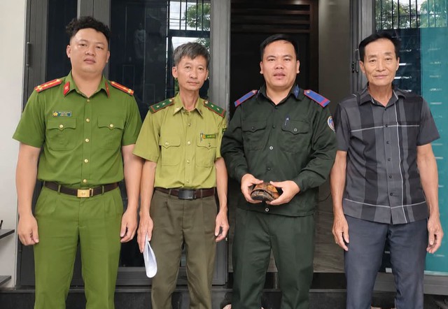 Người dân giao nộp cá thể rùa vàng quý hiếm - Ảnh 2.