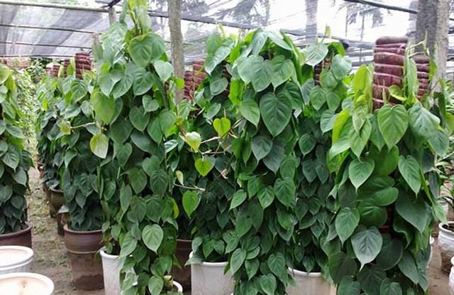 B&iacute; quyết ngủ ngon v&agrave; thải độc ph&ograve;ng ngủ nhờ những chậu c&acirc;y quen thuộc - Ảnh 2.