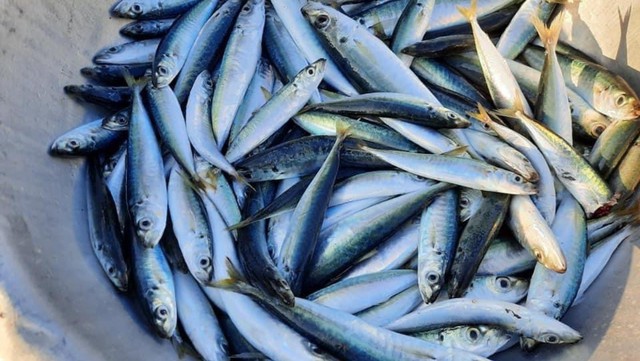 Kh&ocirc;ng phải c&aacute; hồi, đ&acirc;y mới l&agrave; 3 loại c&aacute; gi&agrave;u Omega-3 gi&aacute; b&igrave;nh d&acirc;n bạn n&ecirc;n ăn h&agrave;ng tuần - Ảnh 1.