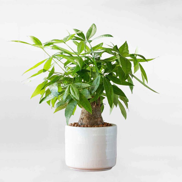 B&iacute; quyết ngủ ngon v&agrave; thải độc ph&ograve;ng ngủ nhờ những chậu c&acirc;y quen thuộc - Ảnh 4.