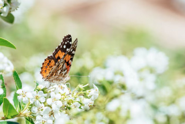 Số cuối ngày sinh Âm lịch của người phụ nữ nuôi dạy con xuất sắc - Ảnh 1.