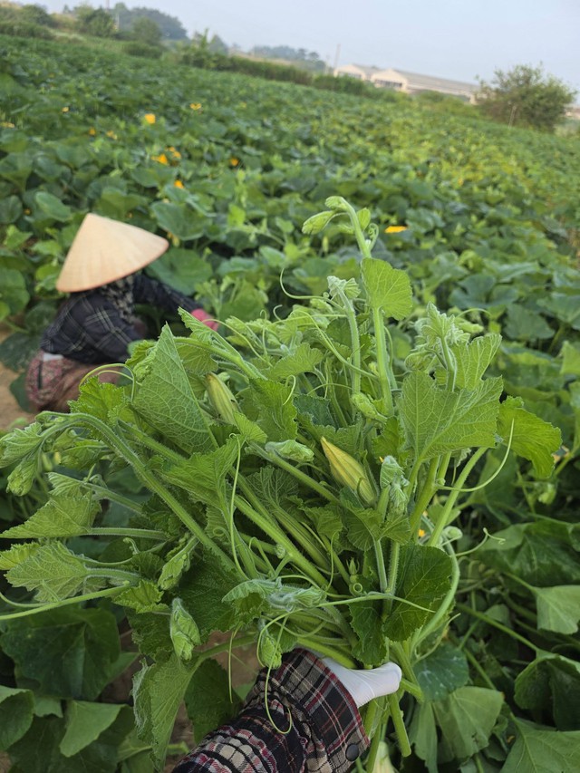 Hoa bí – đặc sản ngày hè dễ chế biến món ngon giòn ngọt - Ảnh 3.