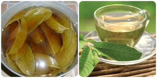 Uống nước l&aacute; ổi tươi c&oacute; t&aacute;c dụng g&igrave;? C&aacute;ch uống thế n&agrave;o cho đ&uacute;ng? - Ảnh 3.
