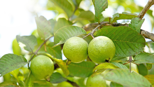 Đại kỵ khi ăn ổi: Tránh xa những thực phẩm này nếu không muốn hại dạ dày - Ảnh 3.