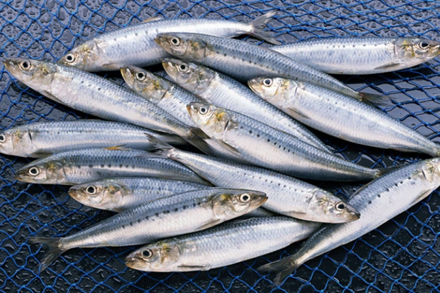 5 loại c&aacute; tốt cho thận, gi&agrave;u dinh dưỡng nhờ c&aacute;ch chế biến n&agrave;y - Ảnh 2.