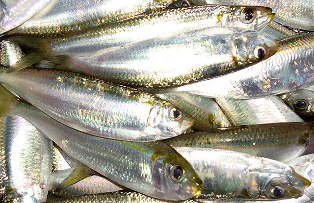 5 loại c&aacute; tốt cho thận, gi&agrave;u dinh dưỡng nhờ c&aacute;ch chế biến n&agrave;y - Ảnh 3.