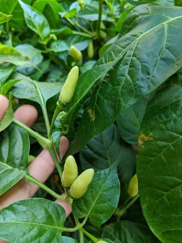 Loại rau dại rẻ tiền ăn v&agrave;o gi&agrave;u canxi, được v&iacute; như "nh&acirc;n s&acirc;m của người ngh&egrave;o" - Ảnh 1.