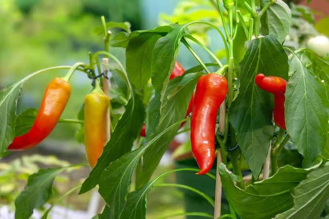 Loại rau dại rẻ tiền ăn v&agrave;o gi&agrave;u canxi, được v&iacute; như "nh&acirc;n s&acirc;m của người ngh&egrave;o" - Ảnh 2.