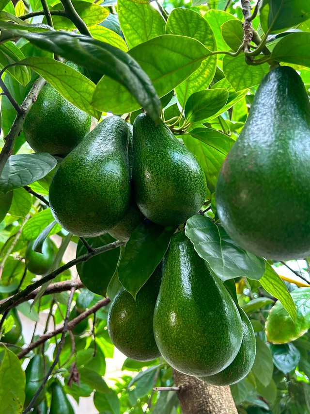 Một loại bơ cơm v&agrave;ng, dẻo kẹo, c&oacute; thể nặng tới cả kg/quả đang được c&aacute;c chị em thi nhau &lsquo;săn đ&oacute;n&rsquo; tr&ecirc;n thị trường - Ảnh 3.