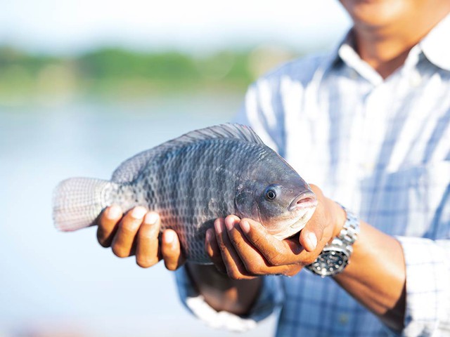 Loại c&aacute; rẻ b&egrave;o b&aacute;n đầy chợ Việt c&oacute; tỷ trọng xuất khẩu 6 th&aacute;ng đầu năm đạt triệu USD, trở th&agrave;nh m&oacute;n sushi tại Nhật Bản - Ảnh 1.