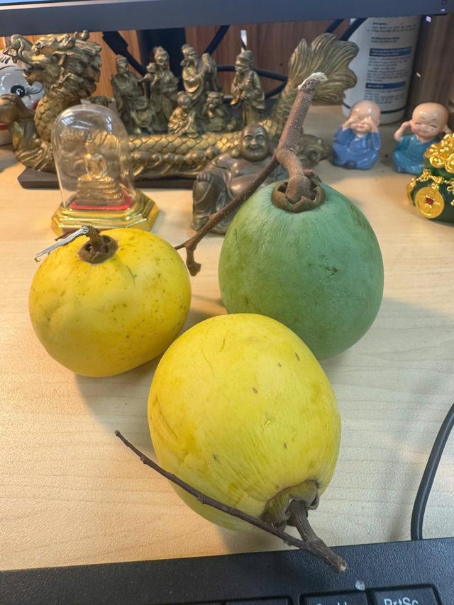 Ăn quả thị có tốt không? Công dụng và cách ăn an toàn - Ảnh 3.