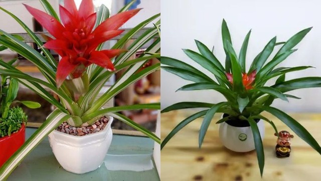 Trồng ngay cây này để trong nhà sạch bóng bụi mịn, ngoài ngõ tài lộc kéo vào - Ảnh 2.