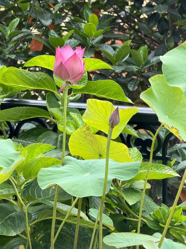 Tuổi 41 của Hoa hậu Nguyễn Thị Huyền - Ảnh 1.